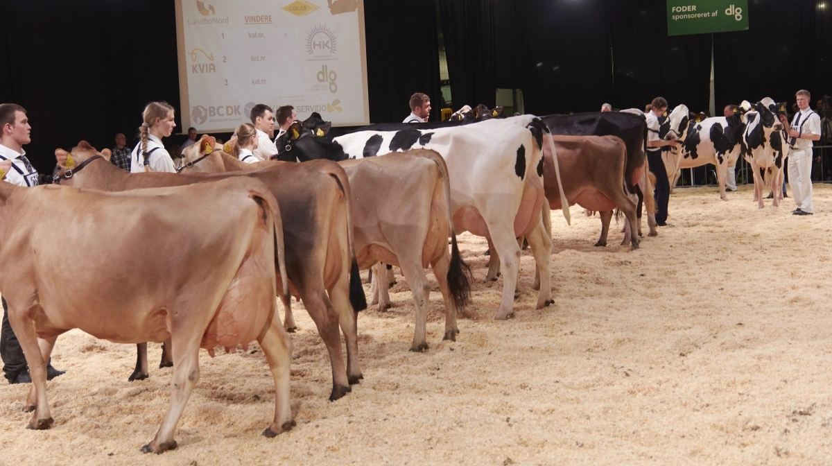 Der er lagt op til et brag af en kvægfagmesse når Agro Nord byder indenfor. Arkivfoto: Tenna Bang