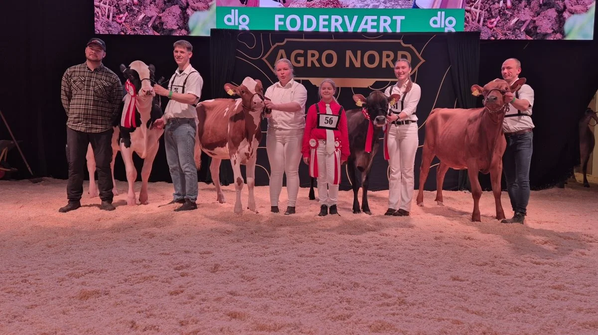 Agro Nord fandt messens bedste kvier indenfor Holstein, DRH, Jersey og RDM. Fotos: Tenna Bang