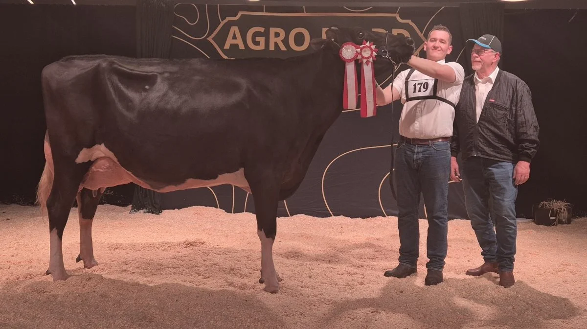 Det var en stolt far, Per Warming, Aars, der først så sin søn Marcus Warming trække Belland-datteren til fløjvinder, senere blev hun bedste ældre holsteinko, så fik hun bedste yver-titlen, og til sidst forsvarede hun sin titel fra sidste år og blev Miss Agro Nord 2025. Fotos: Tenna Bang