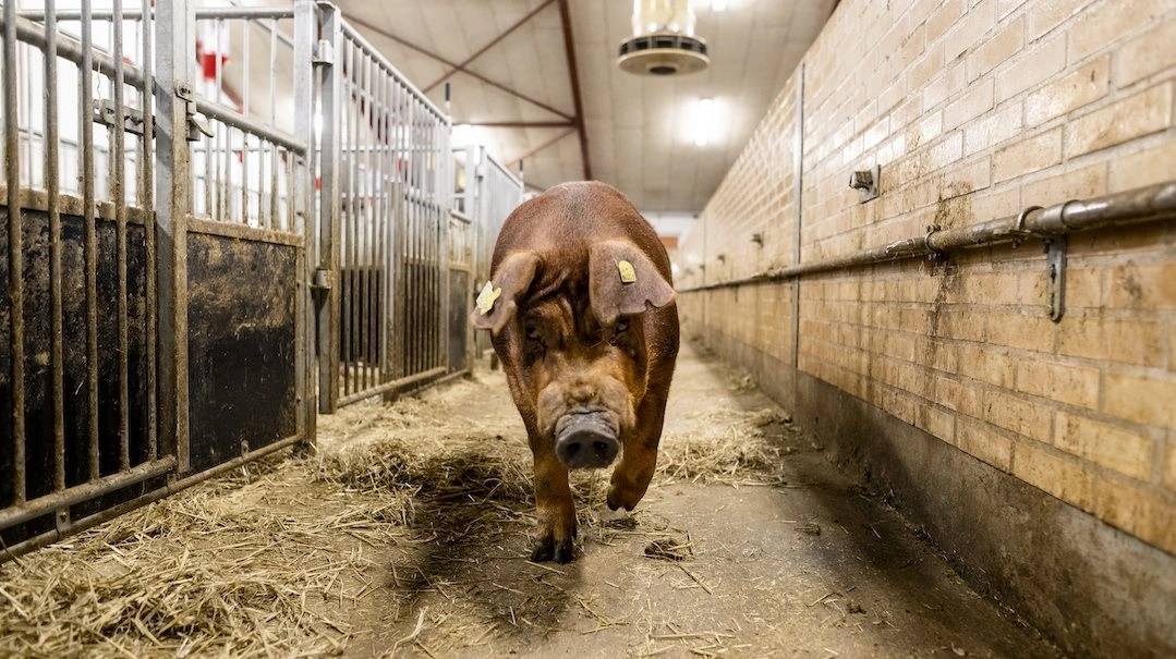 Med fusionen mellem Danish Pig Genetics og hollandske Hypor kan danske svineproducenter fortsætte præcist som hidtil – nu bare med endnu bedre forudsætninger for succes, lyder det fra det nyfusionerede avlsselskab. Foto: Simon Meyer.