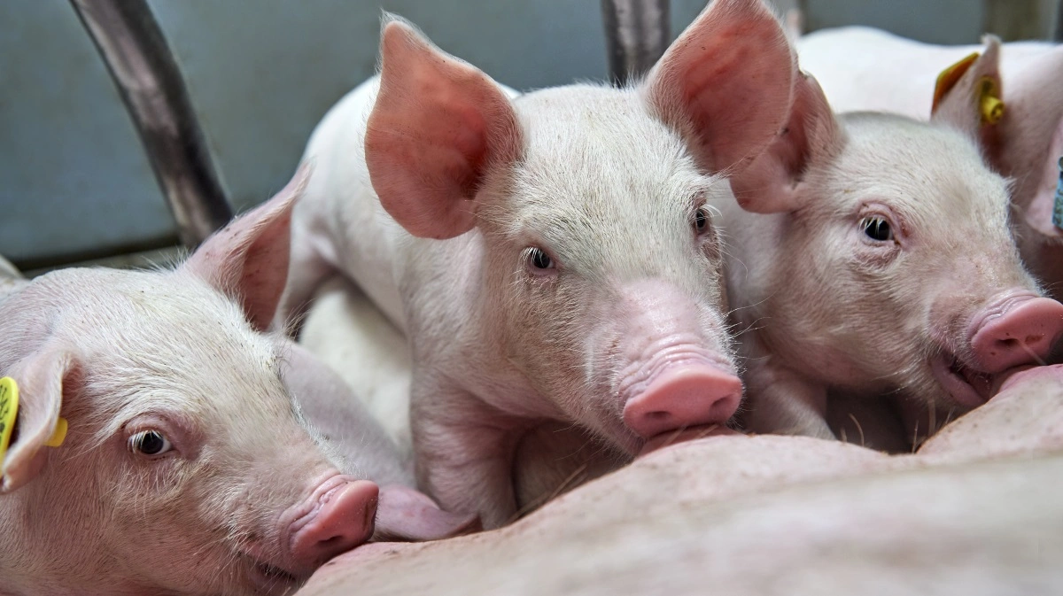 Soen skal i fremtiden være endnu bedre til at passe både sine egne pattegrise og de pattegrise, hun bliver tildelt. Det er målet med ny forskning, der er udført med DanBred-genetik. Foto: DanBred P/S.