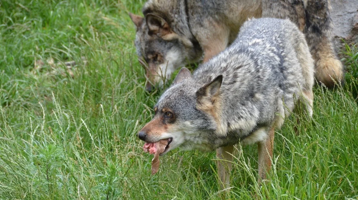 Når de danske myndigheder har opgjort, hvad den såkaldte gunstige bevaringsstatus er for ulve i Danmark, vil det være muligt at skylde ulve med loven i hånden. Arkivfoto; Sagro