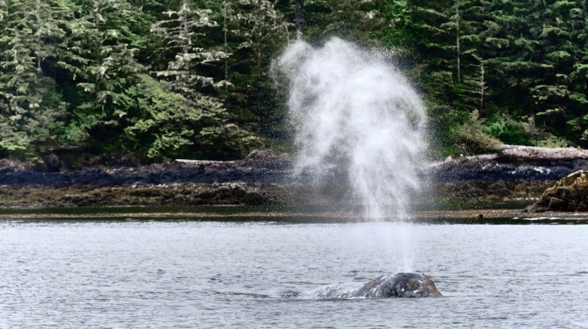 Da ikke alle har lyst til at komme på vandet, kan hvalsafari tilkøbes af dem, der ønsker det, mens resten kan nyde byen Victoria på Vancouver Island.