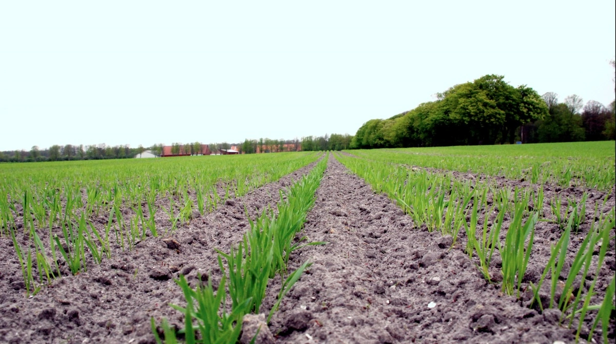 - Jannick Schmidt kritiserer rapporten for ikke at indregne mulige globale effekter af ændret produktion i Danmark. Hvis man vil gøre det, skal man anvende en anden metode. Klimaberegninger vil altid afhænge af metodevalget, og vi har derfor gjort os umage for at beskrive datahåndtering, metodevalg og databegrænsninger grundigt i rapporten, forklarer specialkonsulent Majken Husted. Arkivfoto