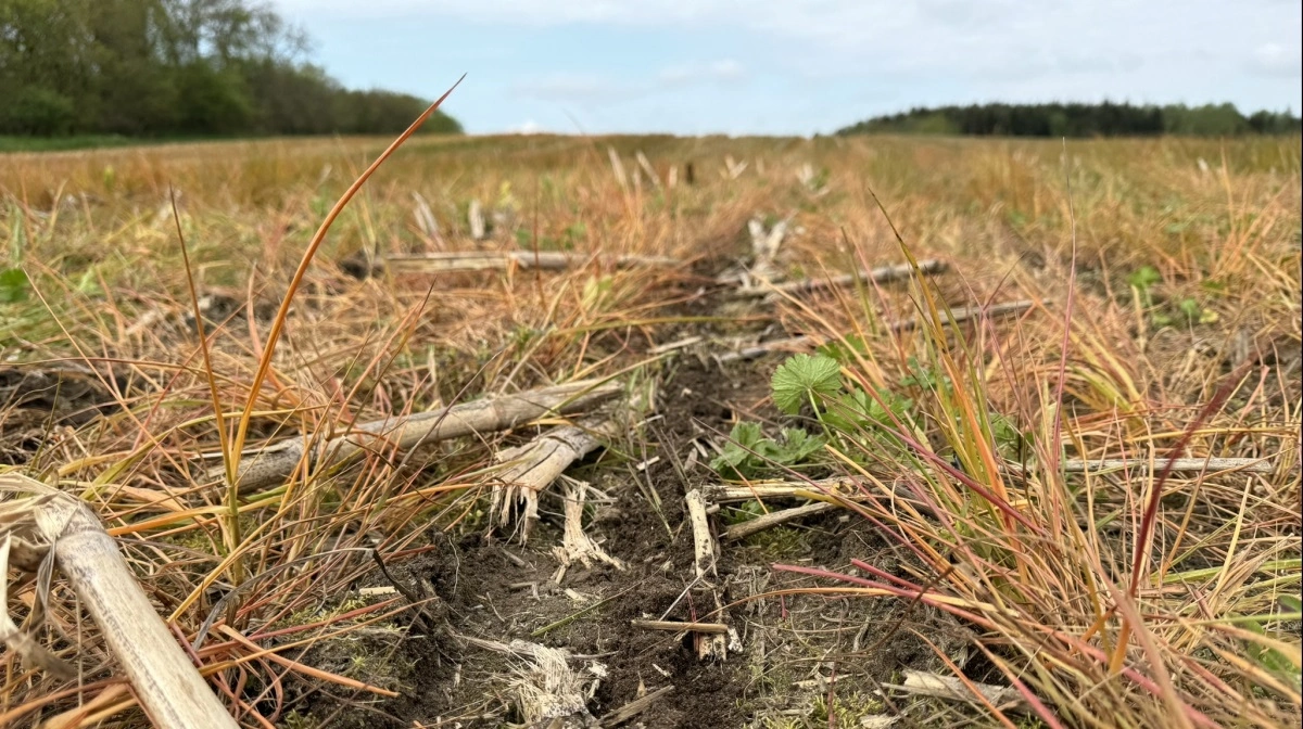 »I conservation agriculture/regenerativt landbrug forbliver alle planterester på overfladen og giver derfor ikke samme udledning af lattergas som ved nedmuldning«, lyder det i læserbrevet. Arkivfoto