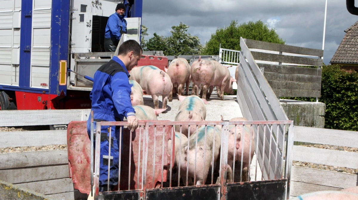 Det europæiske slagtesvinemarked oplever fortsat prisstigninger. Ifølge Danske Svineproducenter har Spanien den højeste notering med 16,45 kr./kg, mens Danmark ligger på sidstepladsen i Europa med 11,15 kr./kg. Arkivfoto