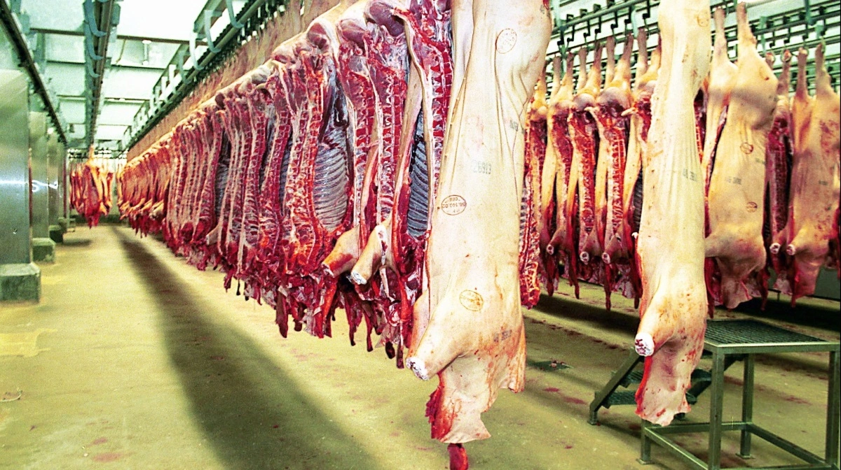 Den amerikanske fagforening United Food and Commercial Workers (UFCW) støtter fortsat en maksimal slagtehastighed på slagterierne, primært med henvisning til slagteriarbejdernes sikkerhed. Foto: Colourbox