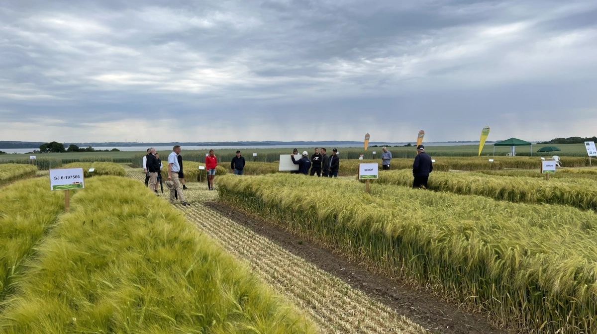 Hvor traditionel forædling tager op mod ni år fra start til en ny sort er klar til markedet, er NGT et gearskifte for forædlingen. Arkivfoto: Kasper Stougård 