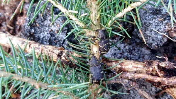 - Se efter, om snudebillerne har været i gang. Det kan hurtigt gå galt, advarer Skovdyrkerne. Foto: Skovdyrkerne