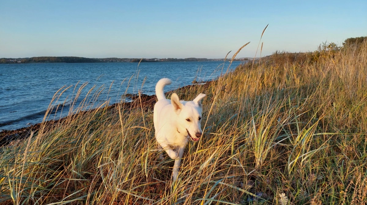 For at passe på ynglefugle og andre dyr er det ifølge naturbeskyttelsesloven lovpligtigt at føre hunden i snor på stranden i perioden 1. april til 30. september. Arkivfoto: Camilla Bønløkke