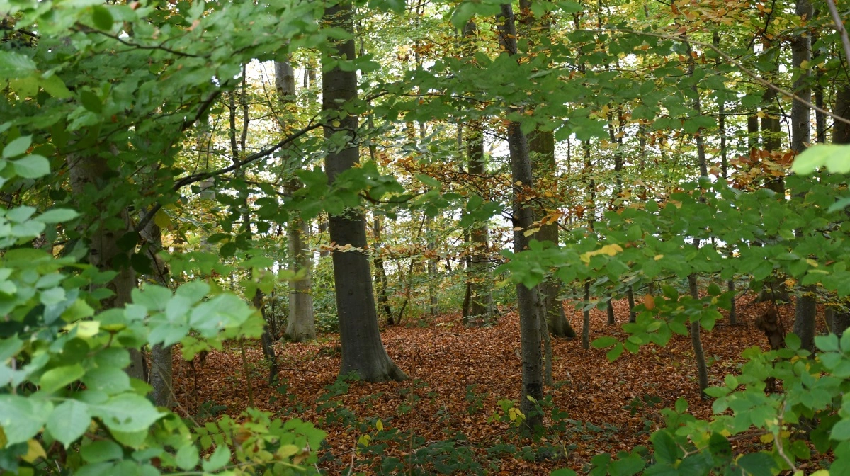 Naturstyrelsen har arbejdet med et få gjort status over biodiversiteten i 20 af statens urørte skove – et arbejde fondsmidler har gjort muligt. Arkivfoto

