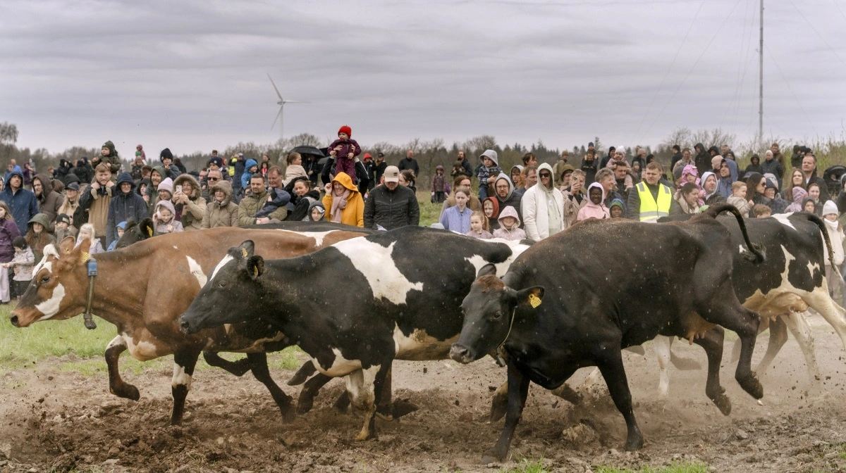 Stor interesse for at se køerne blive lukket ud i foråret – blandt andet som hér hos Kroghsminde ved Varde. Foto: Brian Rasmussen