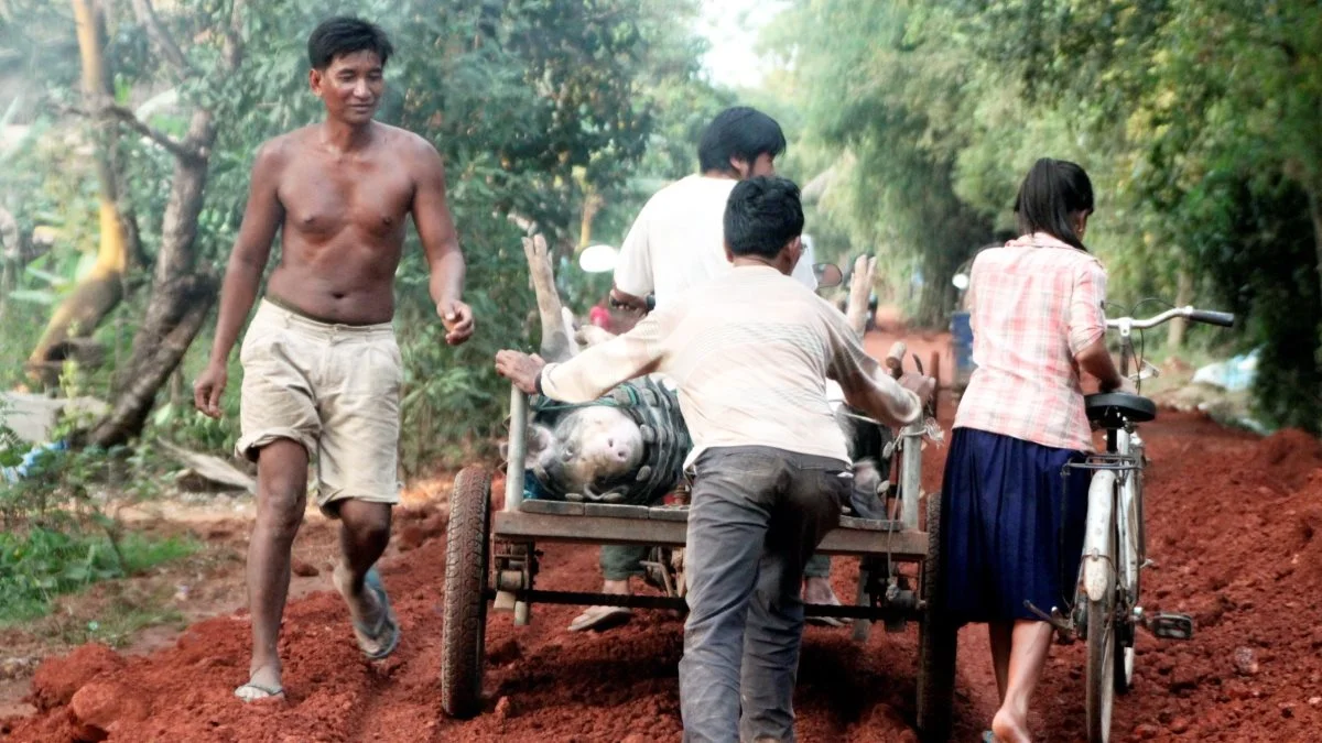 Dagligdag for landmænd i Cambodia. Man er her på vej med to levende grise bundet op til salg på markedet.