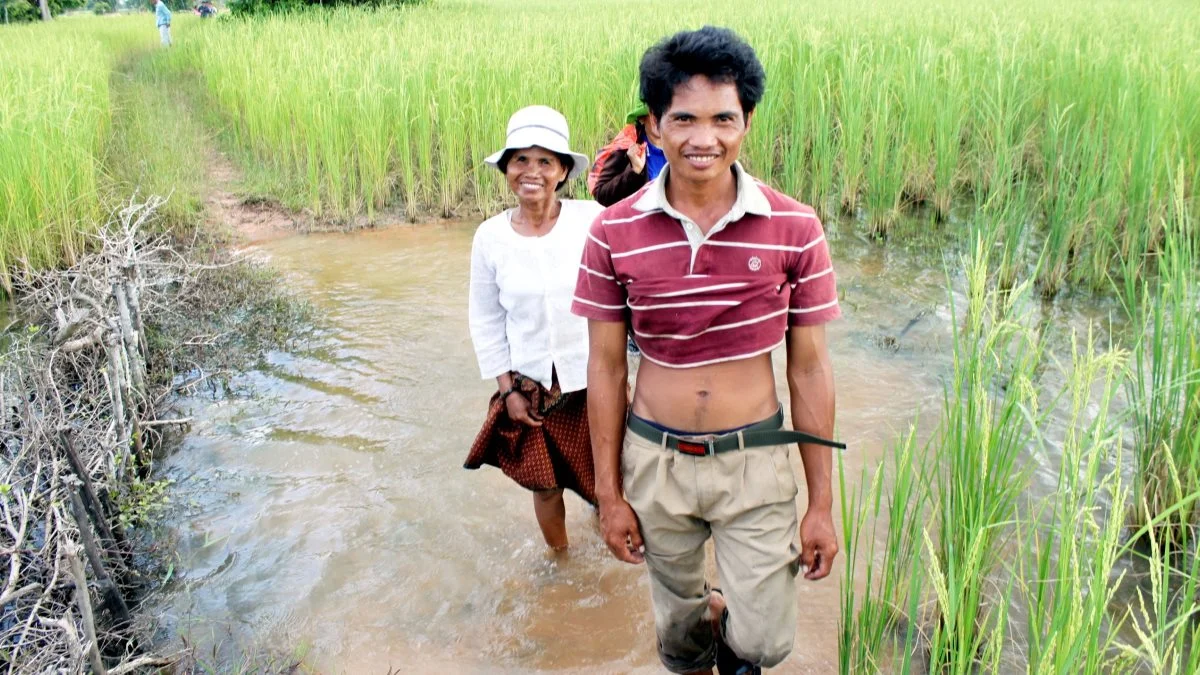 Familien Hung høster deres rismark her to gange om året. Gennemsnitsudbyttet i Cambodia er omkring to tons ris pr. hektar.