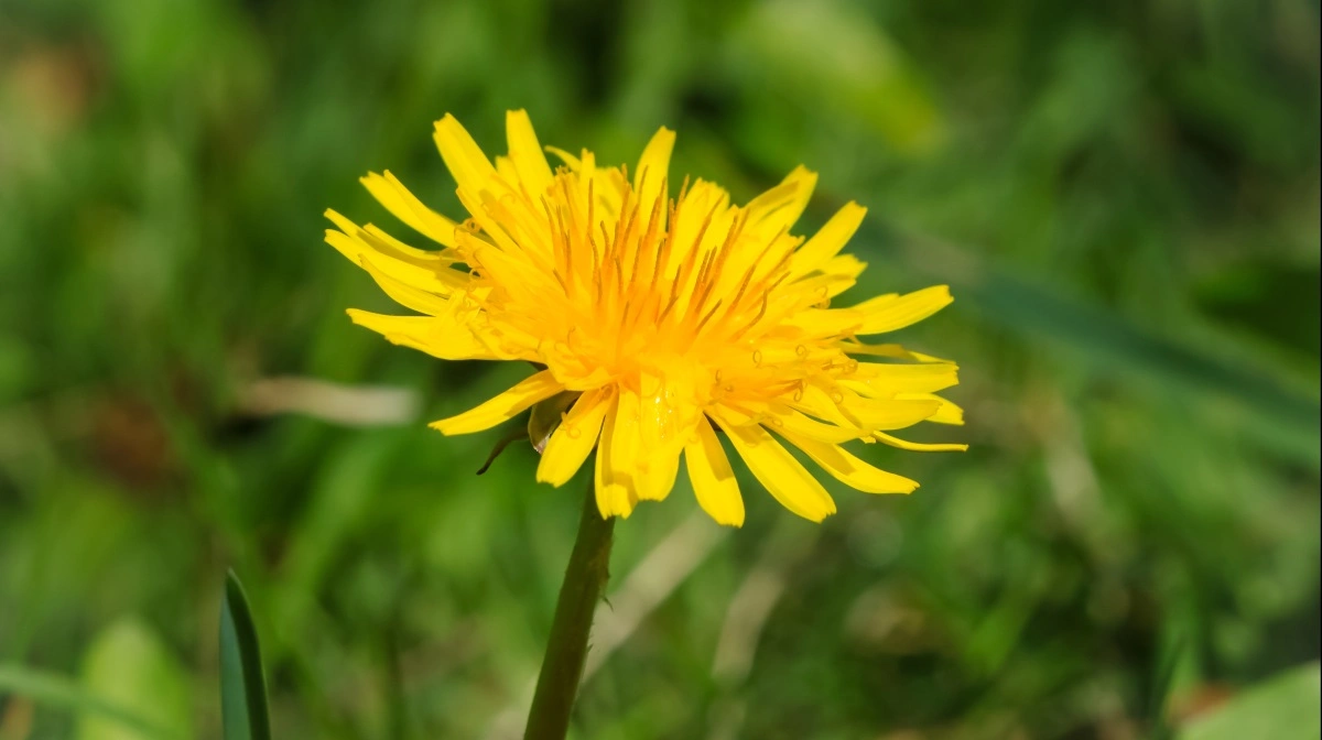 Mælkebøtten er en meget almindelig plante herhjemme – og er elsket af de første sommerfugle og insekter.