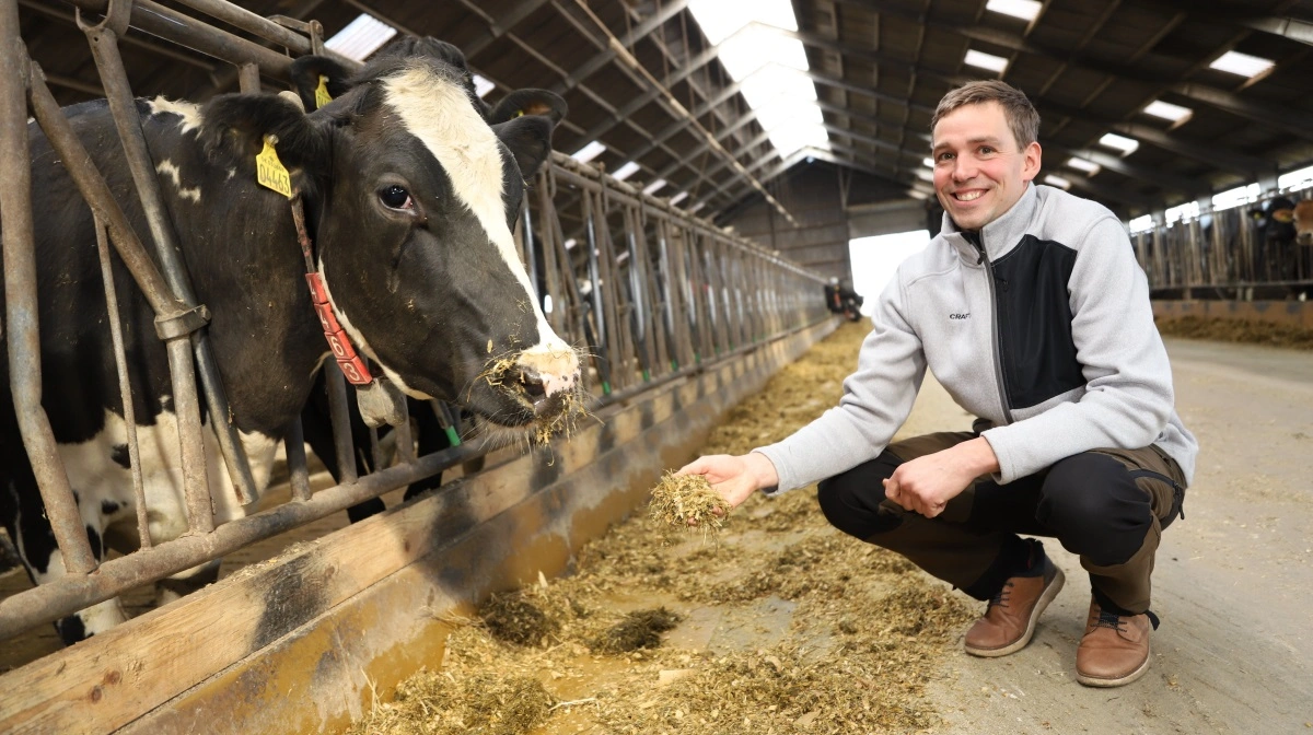Ideen om at holde tingene så naturlige som muligt er fulgt helt med ind i kostalden, hvor de 150 malkekøer får en ration med et meget højt indhold af hjemmeavlet foder. Foto: FRDK