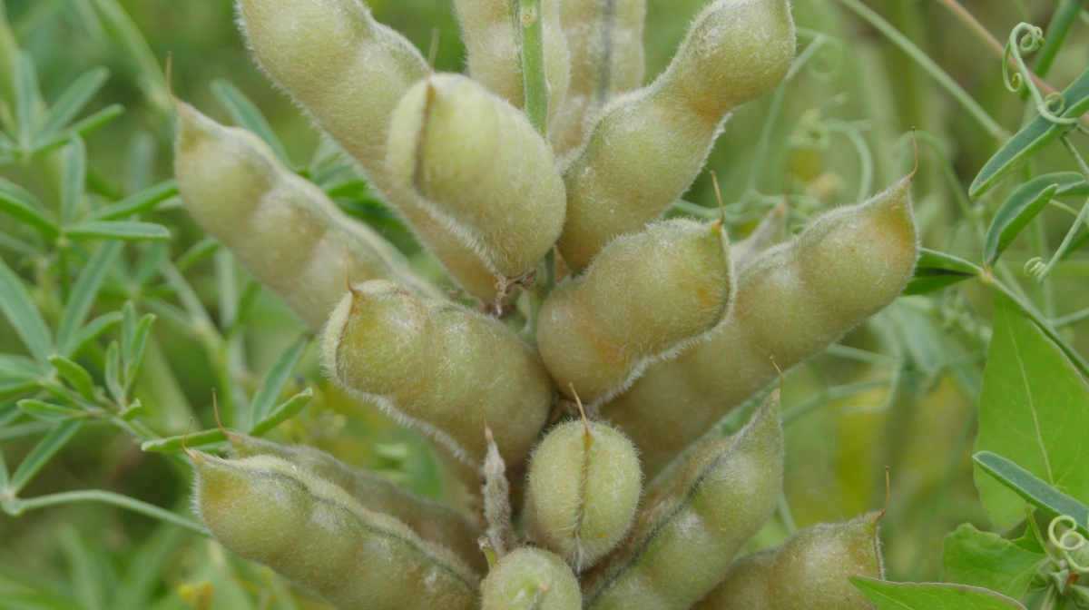 En udfordring med lupin er indholdet af alkaloider, som er et bittert giftstof i frøene, der kan påvirke centralnervesystemet og give akut forgiftning. Foto: Inger Bertelsen