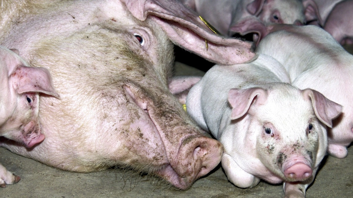 L-arginin lovprises nogle gange i foderstofbranchen som en aminosyre, der kan have positiv effekt i forhold til pattegrisenes fødselsvægt, vitalitet og tilvækst, men ifølge rådgivere i Velas halter det med dokumentationen. Desuden er det dyrt og kræver HACCP-registrering af ens bedrift. Arkivfoto: Anne Wolfenberg