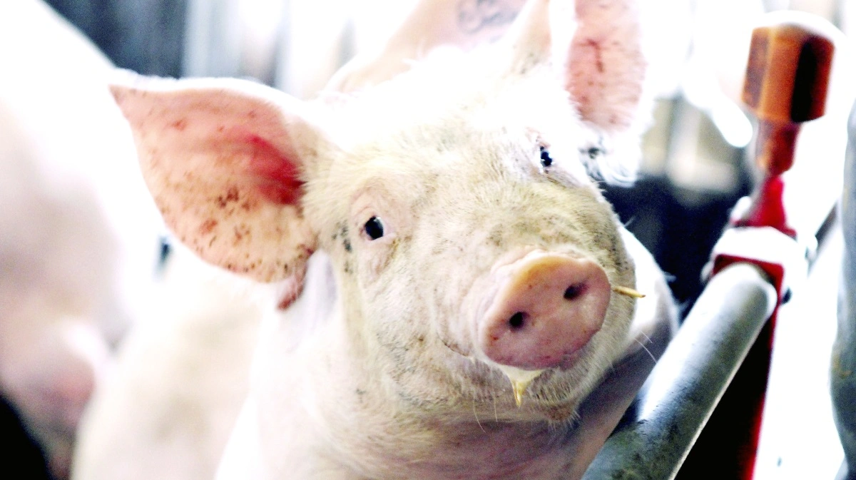 I de kritiske dage i klimastalden vil man typisk opleve, at grisene får blød/tynd afføring. Det betyder ikke, at grisene har behandlingskrævende diarre med antibiotikabehandling til følge. Ved brug af CB2 eller CB:Dry er der sjældent tale om en klassisk E.Coli-diarre, lyder det fra Cph Bio. Arkivfoto: Anne Wolfenberg