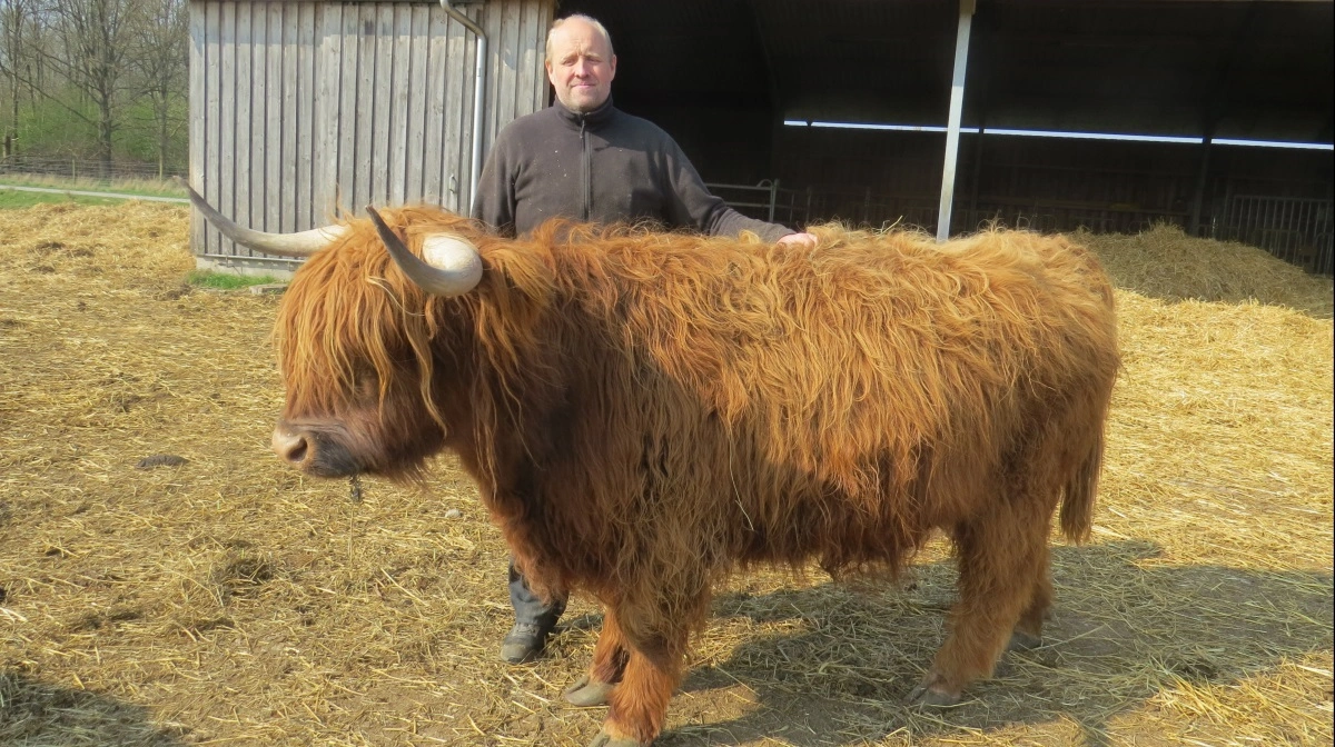 Marc Saugmann, ansvarlig dyrepasser i Ishøj Dyrepark, ses her med fire-års koen Sisseline, der sidste år vandt interbreed-konkurrencen for både hundyr og bedste besætningsgruppe. Foto: Erik Kjærgaard Christensen