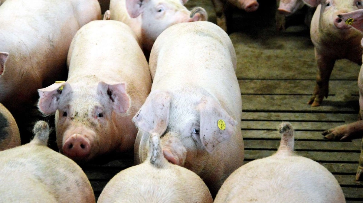 Løsningen på for lav kødprocent kan være mere protein i foderet eller brug af en enhedsblanding, vurderer rådgiver. Arkivfoto: Camilla Bønløkke