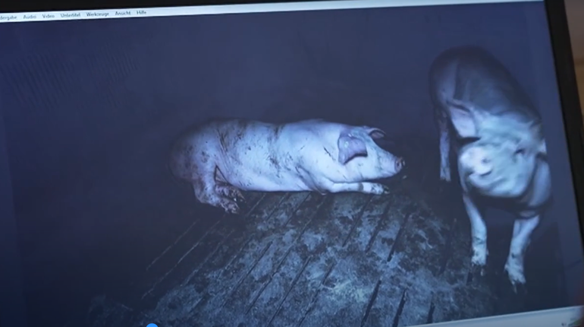 Tre tyske svineproducenter har fået leveringsstop og frataget deres certificeringer i kølvandet på TV-afsløringer af kritisable dyrevelfærdsmæssige forhold.