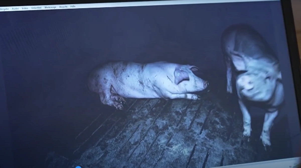 Afsløringer på tysk TV betyder, at tre tyske svineproducenter midlertidigt har fået frataget sine godkendelser og retten til at levere sine grise. Foto:  Skærmbillede fra  ardmediathek.de