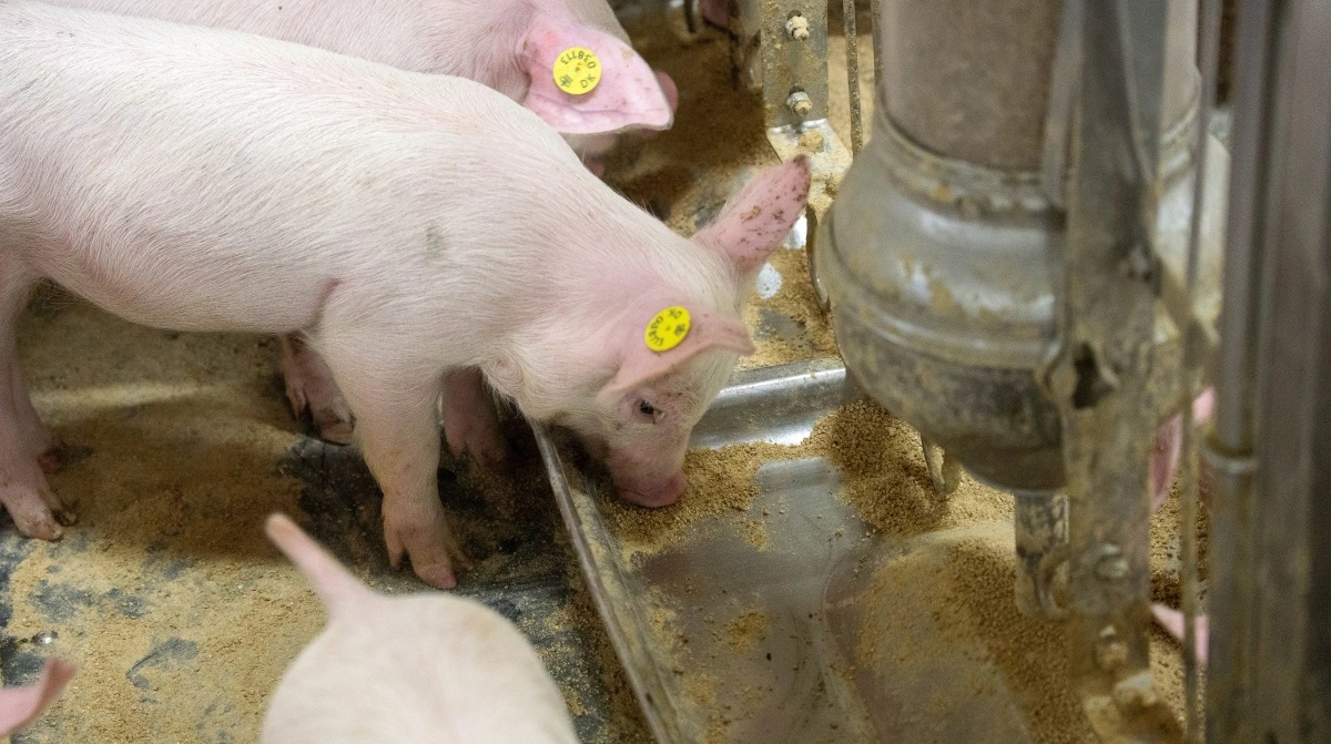 DLG’s PrimeFeed foder er tilpasset forskellige alders- og vægtklasser for  smågrise fra få dage efter fødsel og frem til, de vejer 10-12 kg, oplyser firmaet.