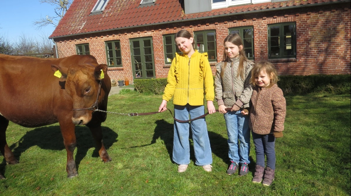 Døtrene (fra venstre) Wilma, Silke og Rose i haven på Vestmindegård med Silkes kvie »Sommerfugl«, som hun trak på Roskilde Dyrskue som kalv sidste år. Foto: Erik Kjærgaard Christensen