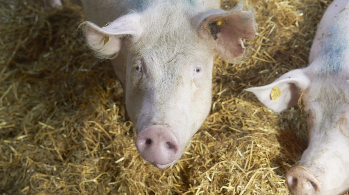 Svin skal have eksempelvis reb, halm, eller spåner på staldgulvet, der kan opfylde deres naturlige behov for at rode, og det vil blive kontrolleret af Fødevarestyrelsen. Arkivfoto: Tenna Bang