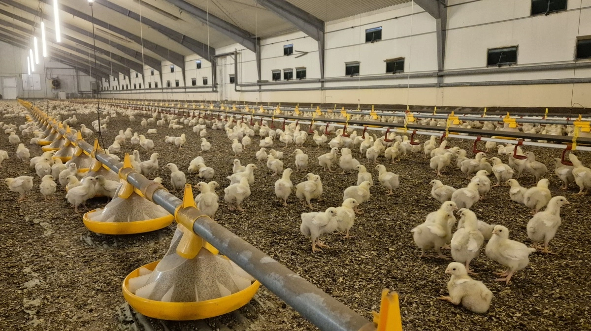- Jeg vil vove at påstå, at hvis der er nogen, der siger, at dem her, de ikke har det godt, så har de ikke forstand på dyr, siger Jens Hovalt Bertelsen. Han er fjerkræproducent i Vendsyssel og laver hvert år to millioner kyllinger. Fotos: Tenna Bang