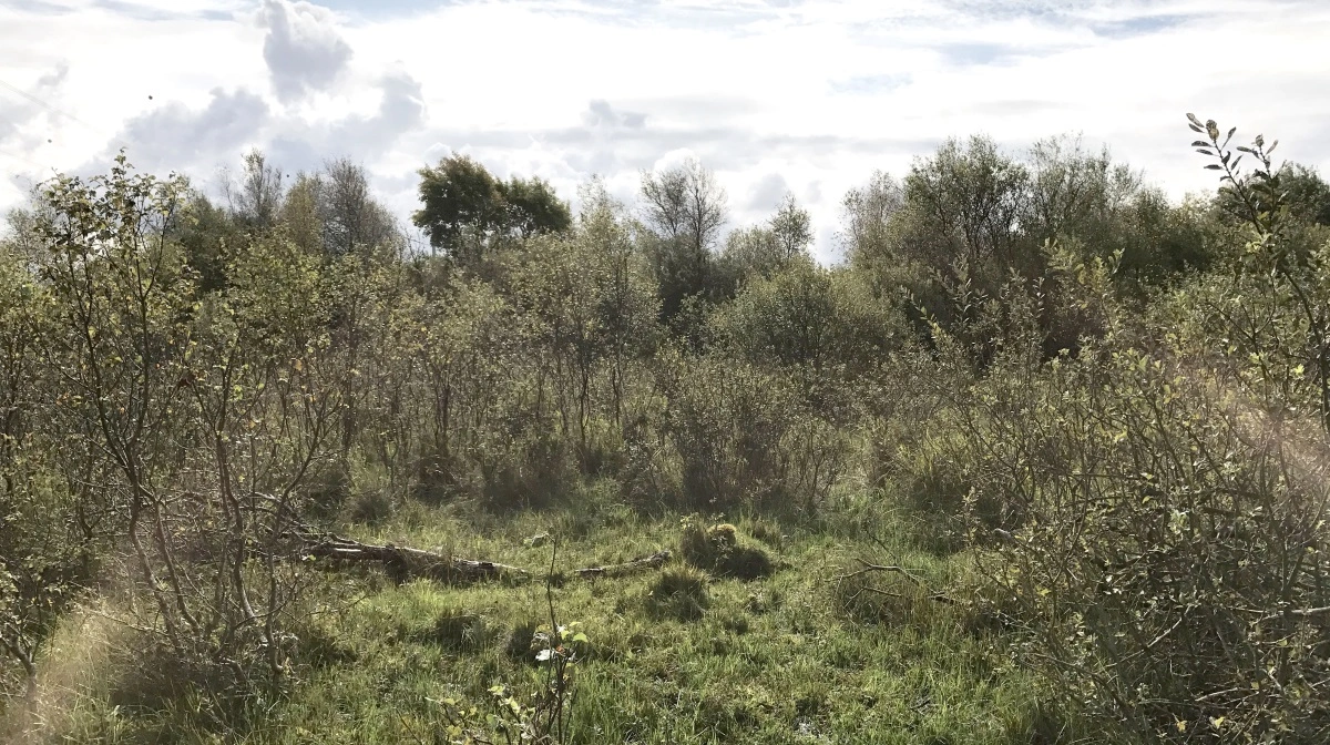 Senere i år kan lavbundsarealerne i Kragelund Mose ved Vadehavet blive taget ud, fortæller skovrider Bent Rasmussen fra Naturstyrelsen. Arkivfoto