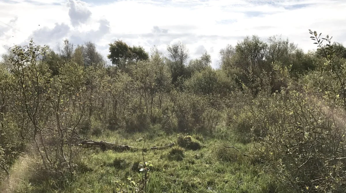 Senere i år kan lavbundsarealerne ved Kragelund Mose ved Vadehavet blive taget ud, fortæller skovrider Bent Rasmussen fra Naturstyrelsen. Arkivfoto