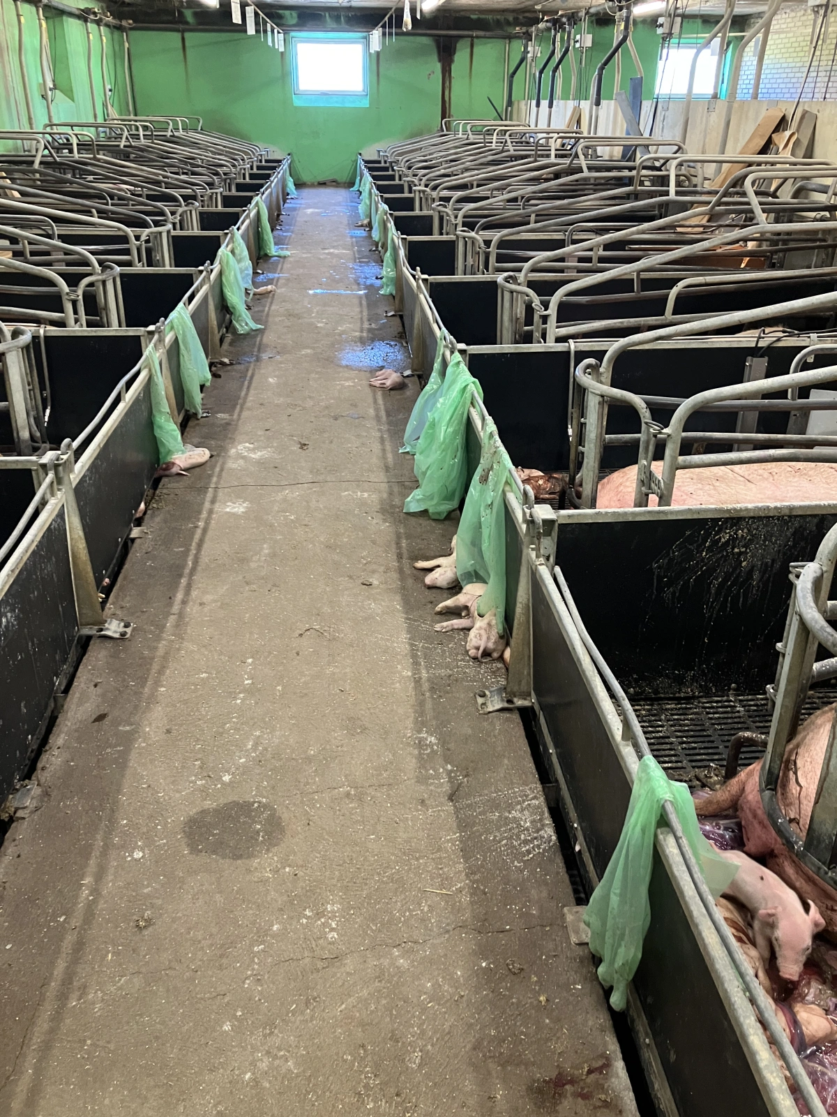 Mere fødselshjælp og flere dødfødte grise var konsekvensen i en besætning, hvor de i en periode stoppede med brug af Agrimos. 