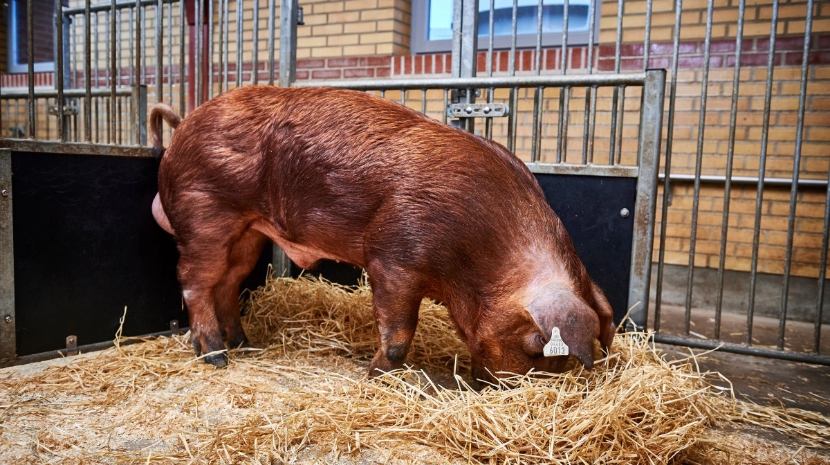 DanBred fremhæver, at der selekteres for pattegriseoverlevelse i både mor- og far-linjen, da ornen jo bidrager med halvdelen af slagtegrisens gener, hvilket, man i avlsselskabet mener, bør udnyttes. 