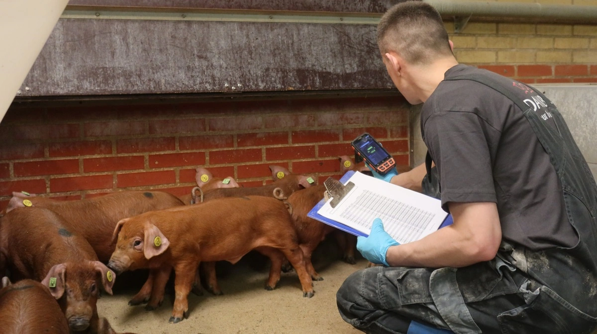 Eftersom DanBreds duroc er udviklet i Danmark og testes under danske forhold, fremhæver avlsselskabet, at danske svineproducenter dermed har adgang til en race, der er tilpasset deres hverdag. 