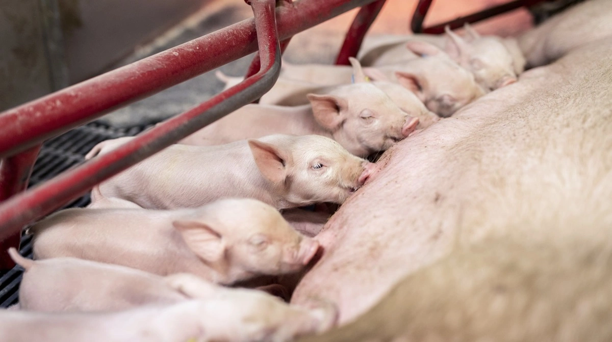 For at få antallet af fravænnede grise så højt op som muligt, lægger avlsselskabet Hendrix Genetics Swine overordentlig stor vægt på pattegriseoverlevelsen i sit avlsarbejde. Det kommer blandt andet til udtryk ved, at selskabet vejer og registrer fødselsvægten på alle nyfødte pattegrise i sine avlsbesætninger. Fotos: Simon Meyer.