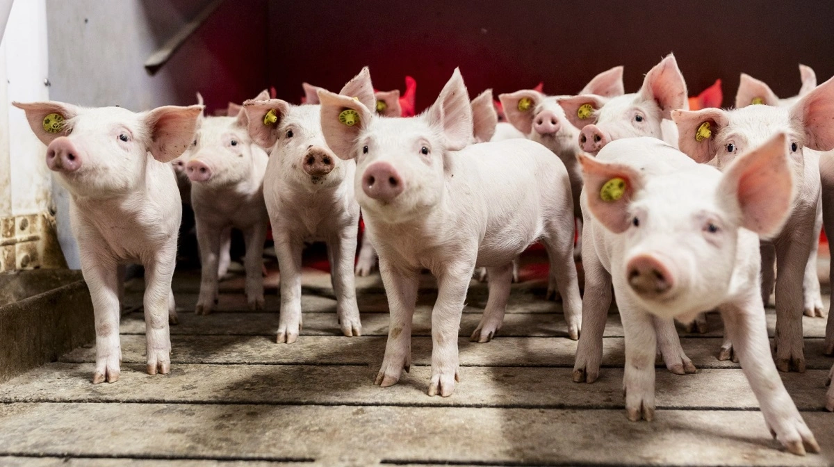 Ifølge avlsselskabet Hendrix Genetics Swine, som Danish Genetics i dag er en del af, betyder en højere pattegriseoverlevelse ikke kun sundere grise. Et andet resultat er mindre spild, færre omkostninger og en lavere CO2-belastning pr. produceret gris. 