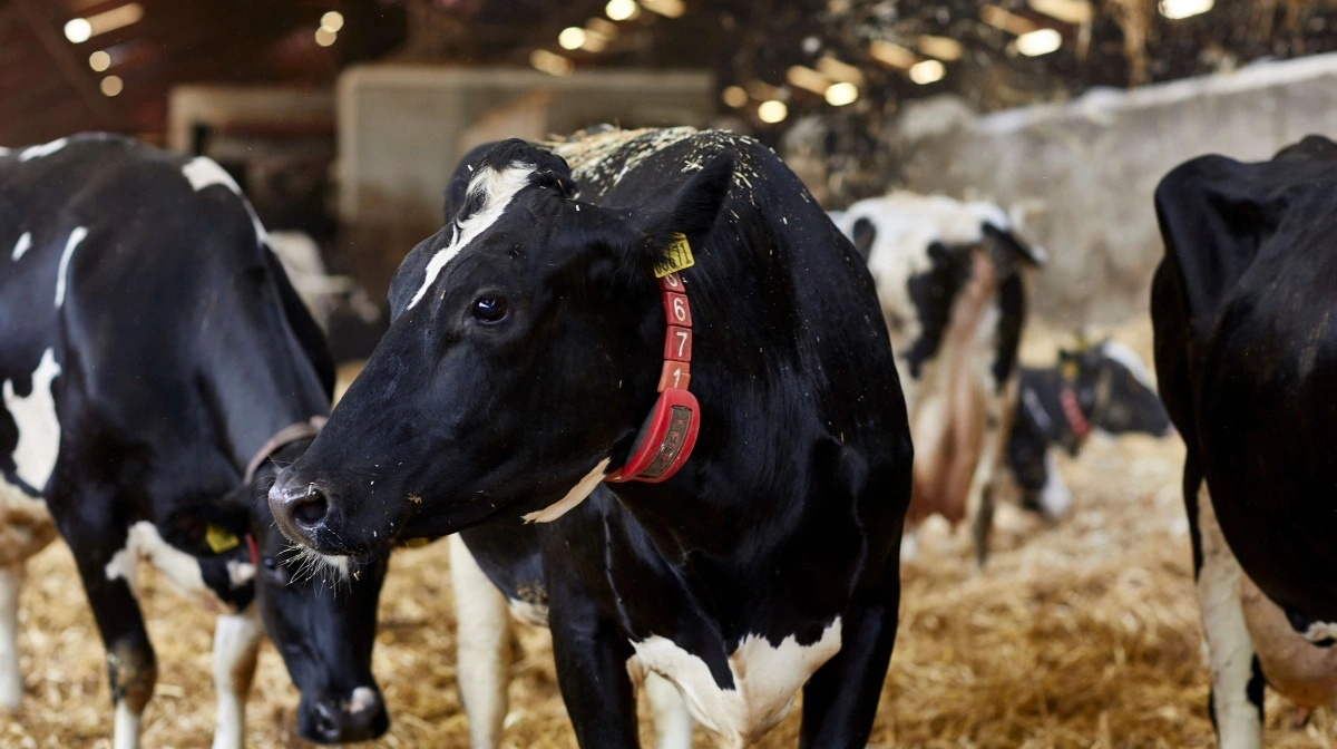 Forskellige tiltag ude i kvægstaldene bliver både belønnet af Arla, men også den hollandske konkurrent, FrieslandCampina. Arkivfoto