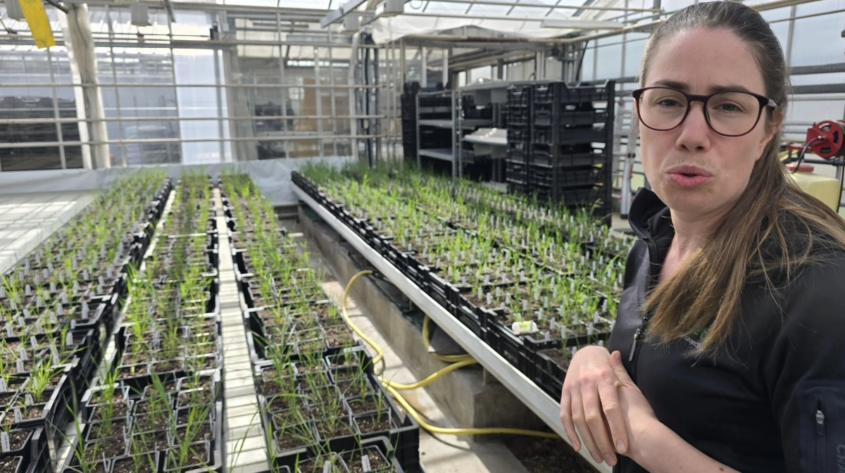 - Endnu henregnes den nye genteknik som GMO i EU og er dermed ikke anvendelig for os, fortæller hvedeforædler Winnie Füchtbauer, der er ansvarlig for laboratorierne på Sejet.