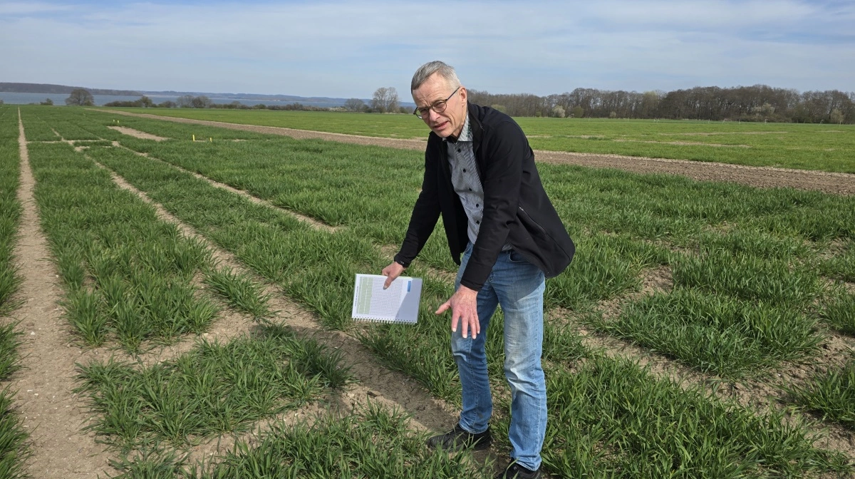 - Hver parcel her kommer fra en enkelt hvedeplante fra vores væksthuse, hvor de er frembragt ved krydsning. Ser de også lovende ud på friland, vælges de ud til videre opformering gennem flere år, fortæller Finn Borum.
