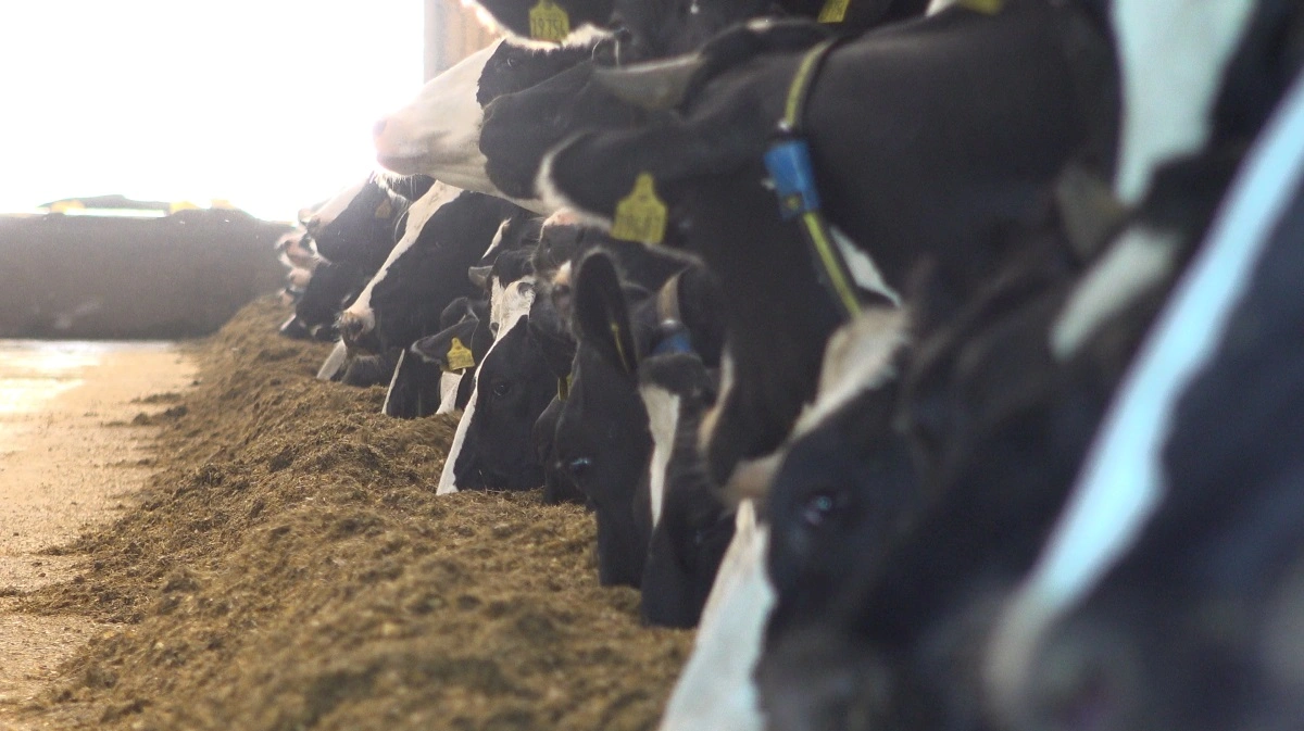 I ClimateMilk-projektet blev de individuelle effekter og mulige synergier af tre metanreducerende fodringsstrategier på mælk og mejeriproduktkvalitet undersøgt: tilsætning af Bovaer (3-NOP), nitrat og supplement af fedt i form af knuste rapsfrø til malkekøernes foder. Arkivfoto: Alexander Dornwirth
