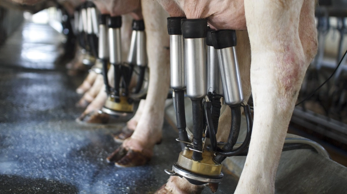- At finde måder at reducere metanudledningen på er vigtigt for at gøre mælkeproduktionen mere bæredygtig, fastslår Nina Aagaard Poulsen, lektor ved Institut for Fødevarer. Foto: Colourbox 