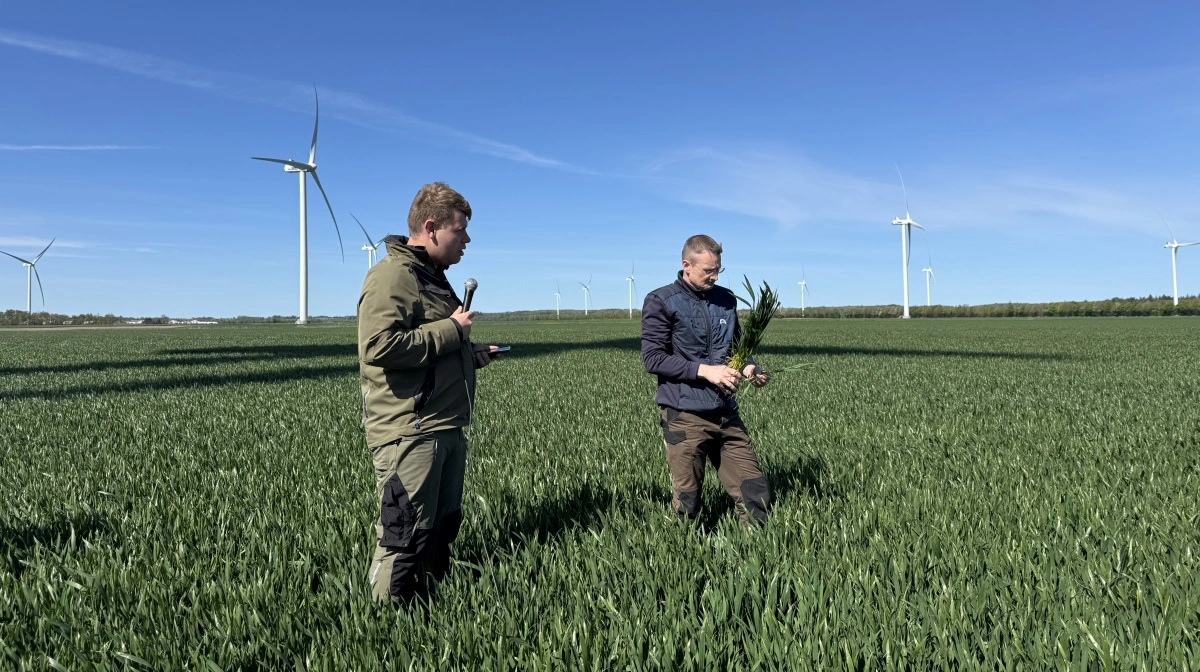 Landbrugschef for markbruget på Overgaard Gods, Troels Skov, og Kenneth Søbye fra Hornsyld Købmandsgaard gennemgik dyrkningsstrategien for sortsblandingen HK-hvedemix, som Overgaard afprøver på 50 hektar midt i Danmarks største landvindmøllepark. 