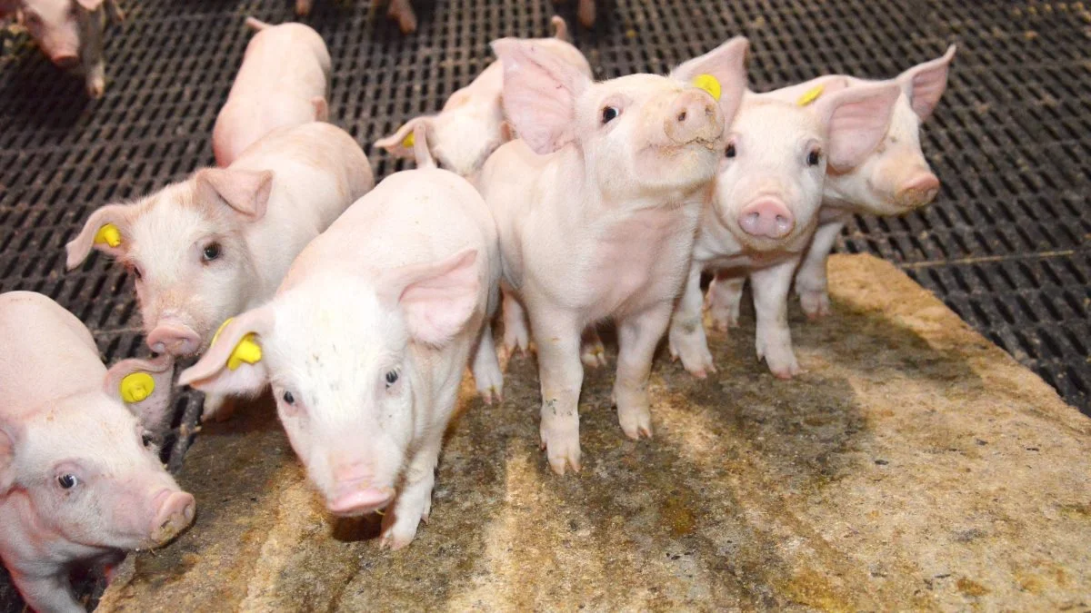 Ifølge økonomirådgiver Søren Bækholm er det den animalske produktion, der giver aktivitet i forhold til handel og rådgivning, og ikke mindst rent samfundsmæssigt vil der blive tomt i landsbyerne, hvis der ikke er animalsk produktion i de mange stalde.