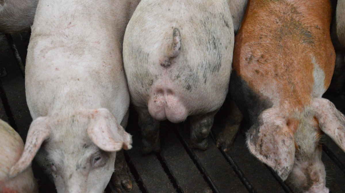 Når hangrise vaccineres med Improvac, skrumper hangrisenes testikler, og risikoen for ornelugt bliver elimineret. Produktionsresultaterne er dog sammenlignelige med hangrise, oplever man hos Rubenlund Agro på Langeland. Billedet er dog fra en anden besætning. Arkivfoto: Camilla Bønløkke