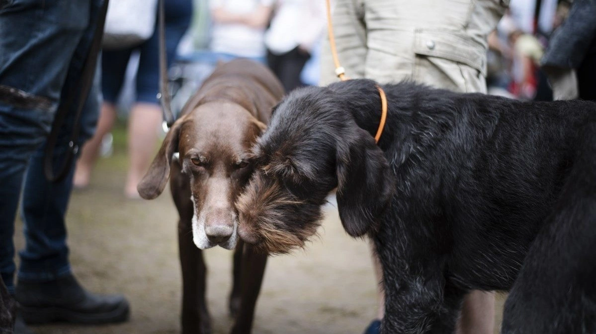 Dyreværnets fokus er kæledyr som hunde, katte, kaniner og andre smådyr. 