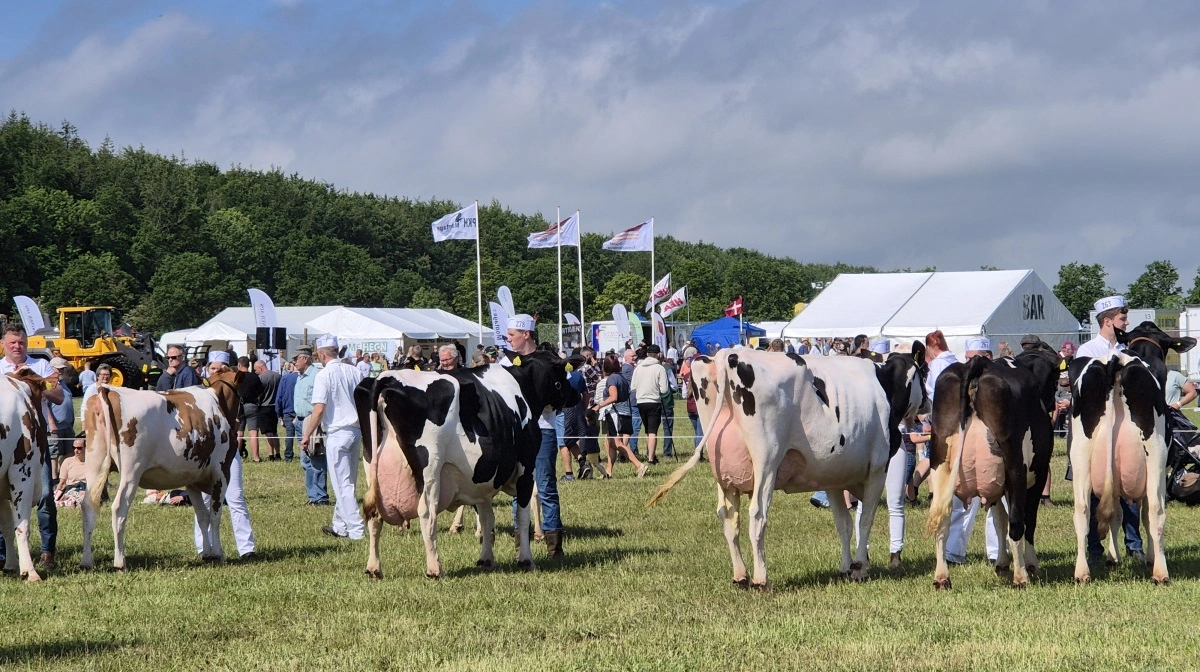 Trods flere afbud blandt holsteinavlerne er racen alligevel pænt repræsenteret. Blandt andet med nye udstillere og udstillere, som ikke har været på messen i flere år.