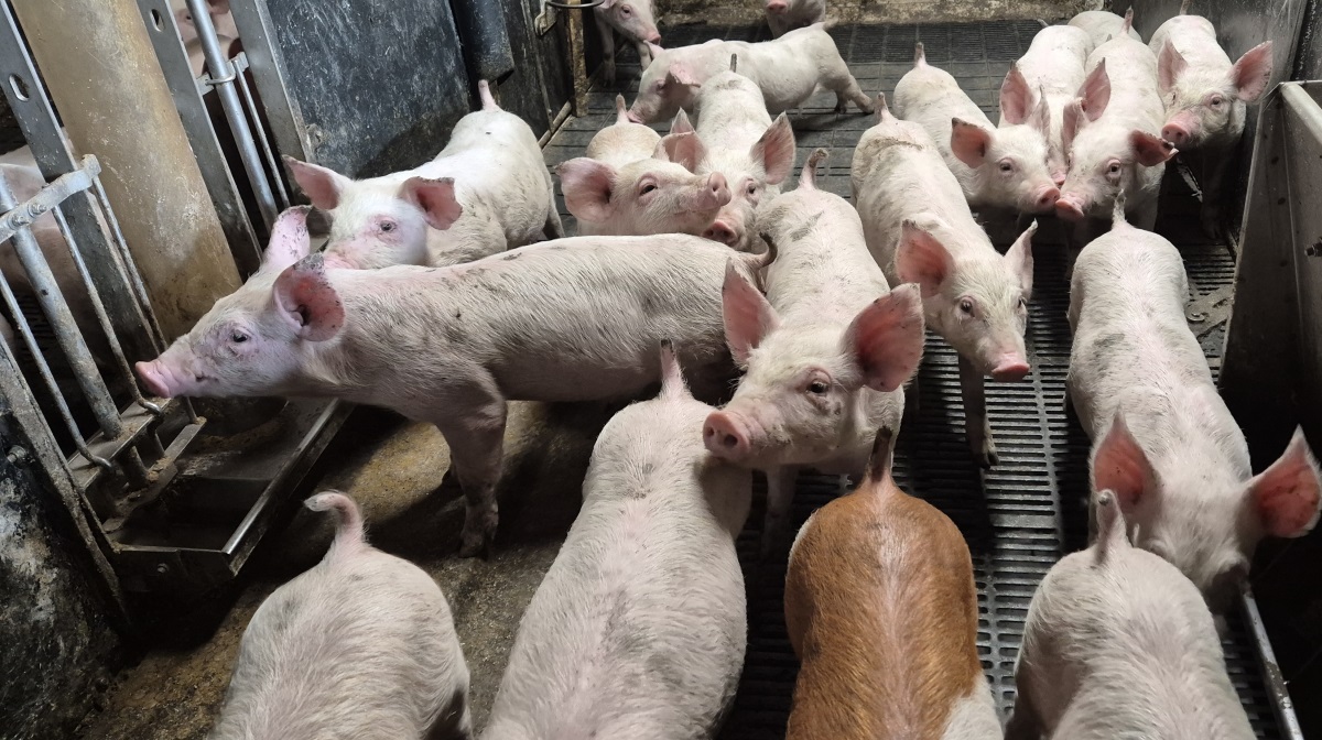 I næste uge sætter Danish Crown noteringen for slagtesvin op igen, med 20 øre, til 13,80 kr. pr. kg, mens noteringen for søger også Steiger med 20 øre, til 9,90 kr./kg.