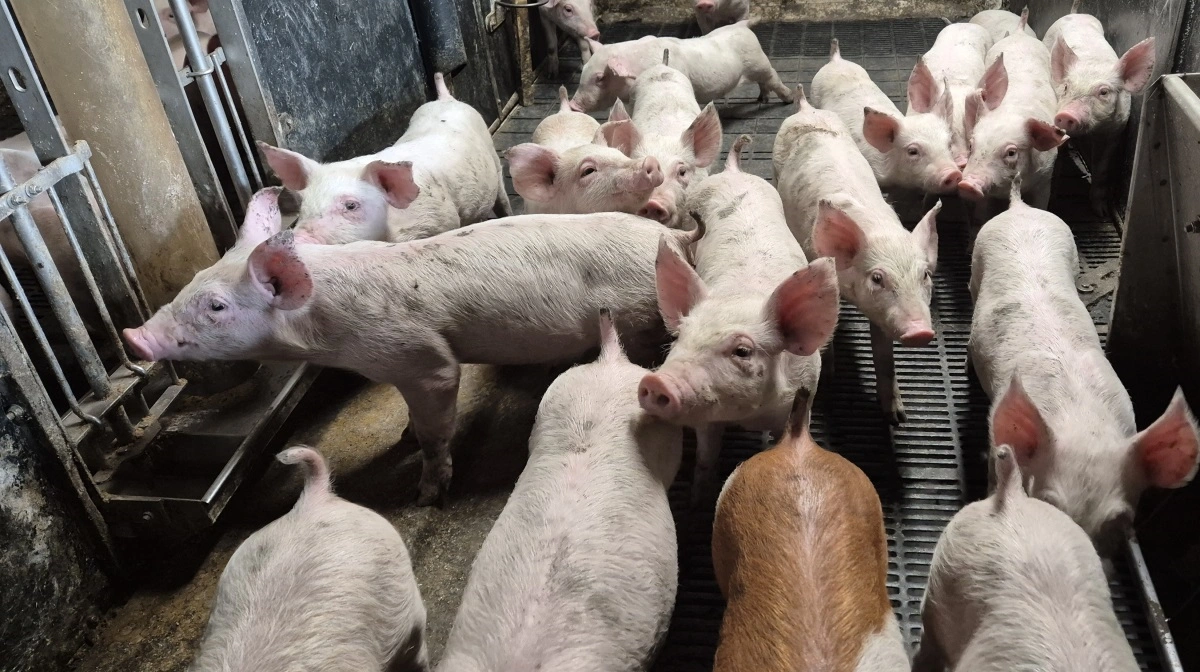 De seneste uger er det blevet en bedre forretning for landets svineproducenter at levere slagtesvin til Danish Crown, og den udvikling fortsætter. Arkivfoto: Tenna Bang